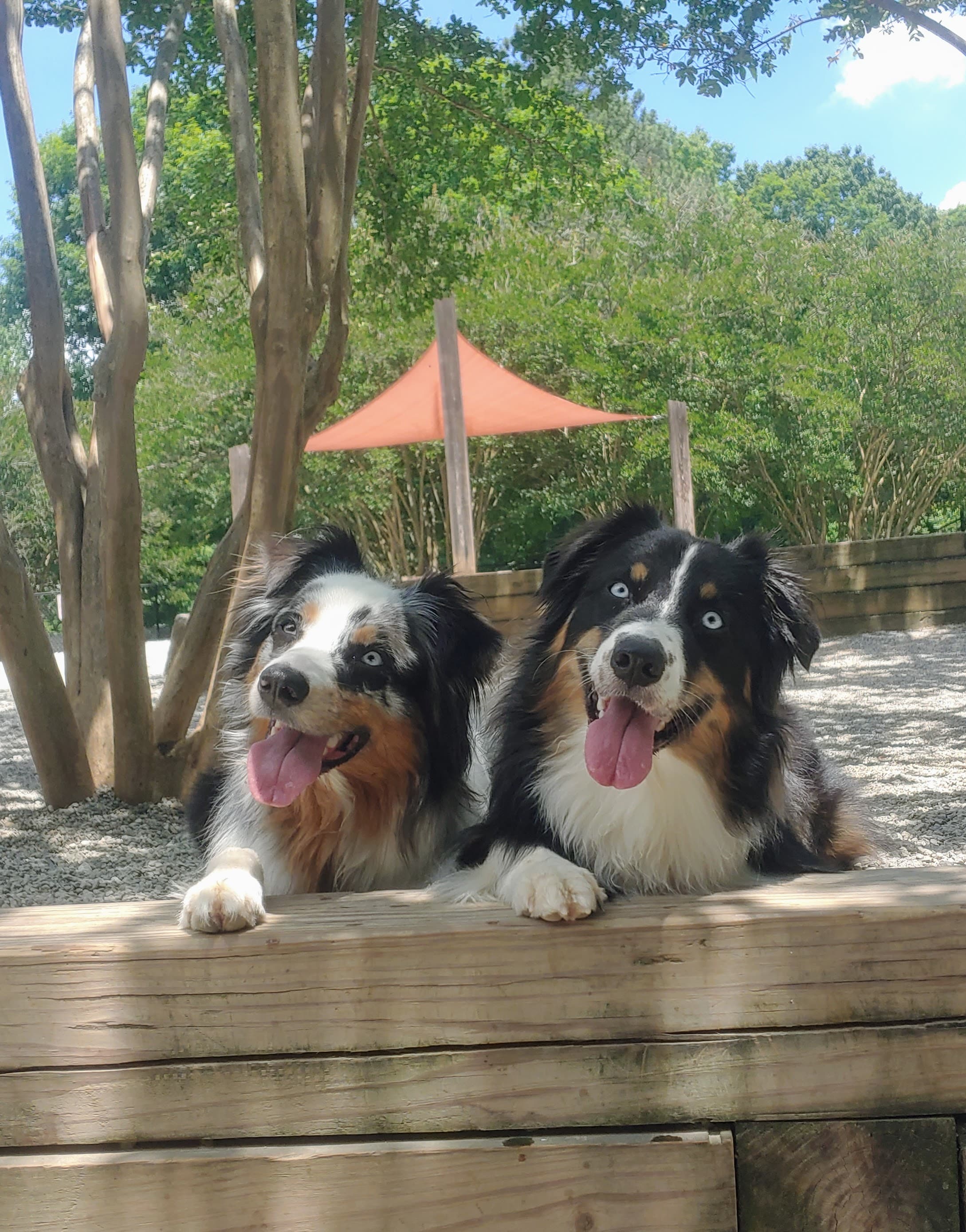 Two smiling Australian Shepherds resting their paws on a wooden ledge under the trees