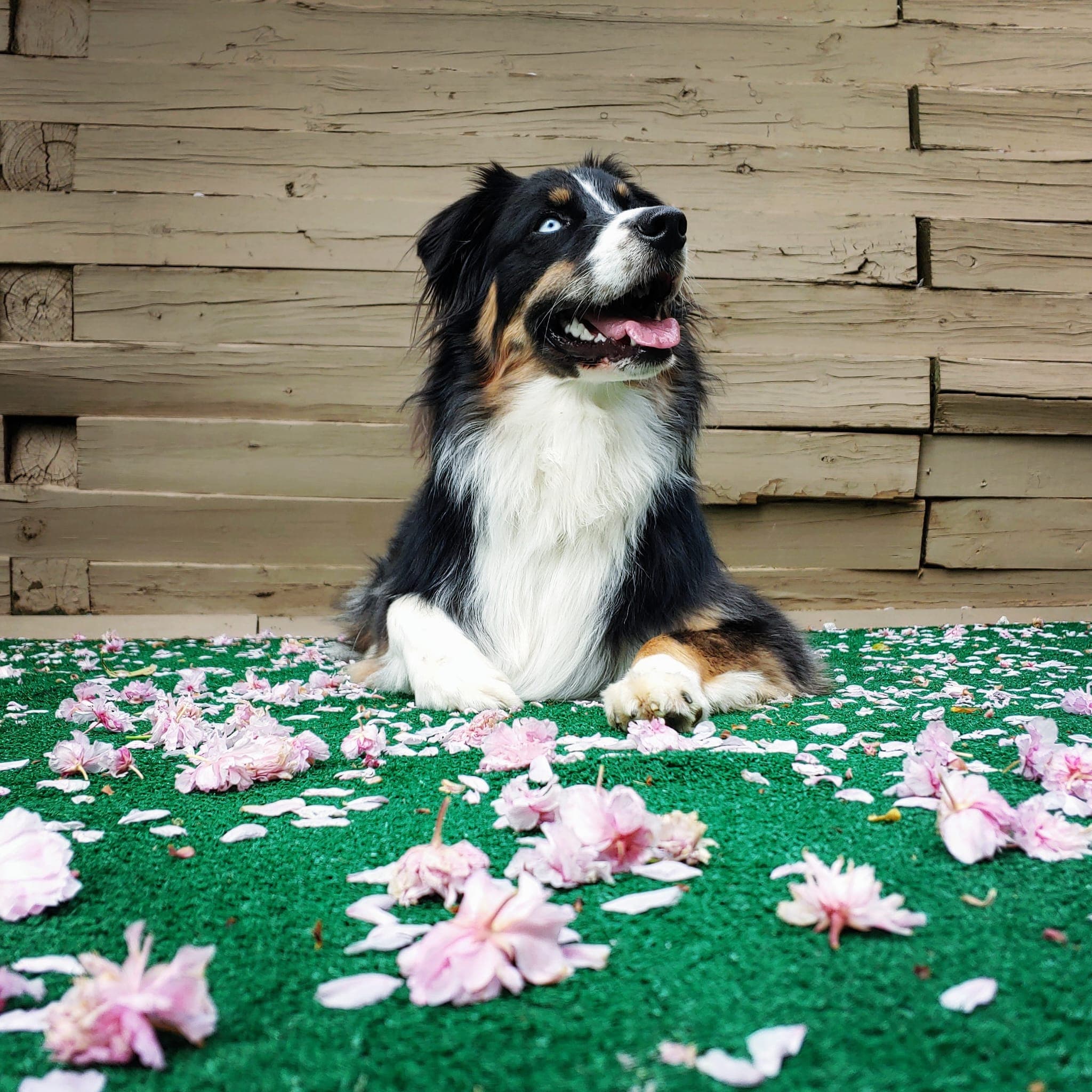 An Australian Shepherd lying on the grass among pink flower petals, looking up happily