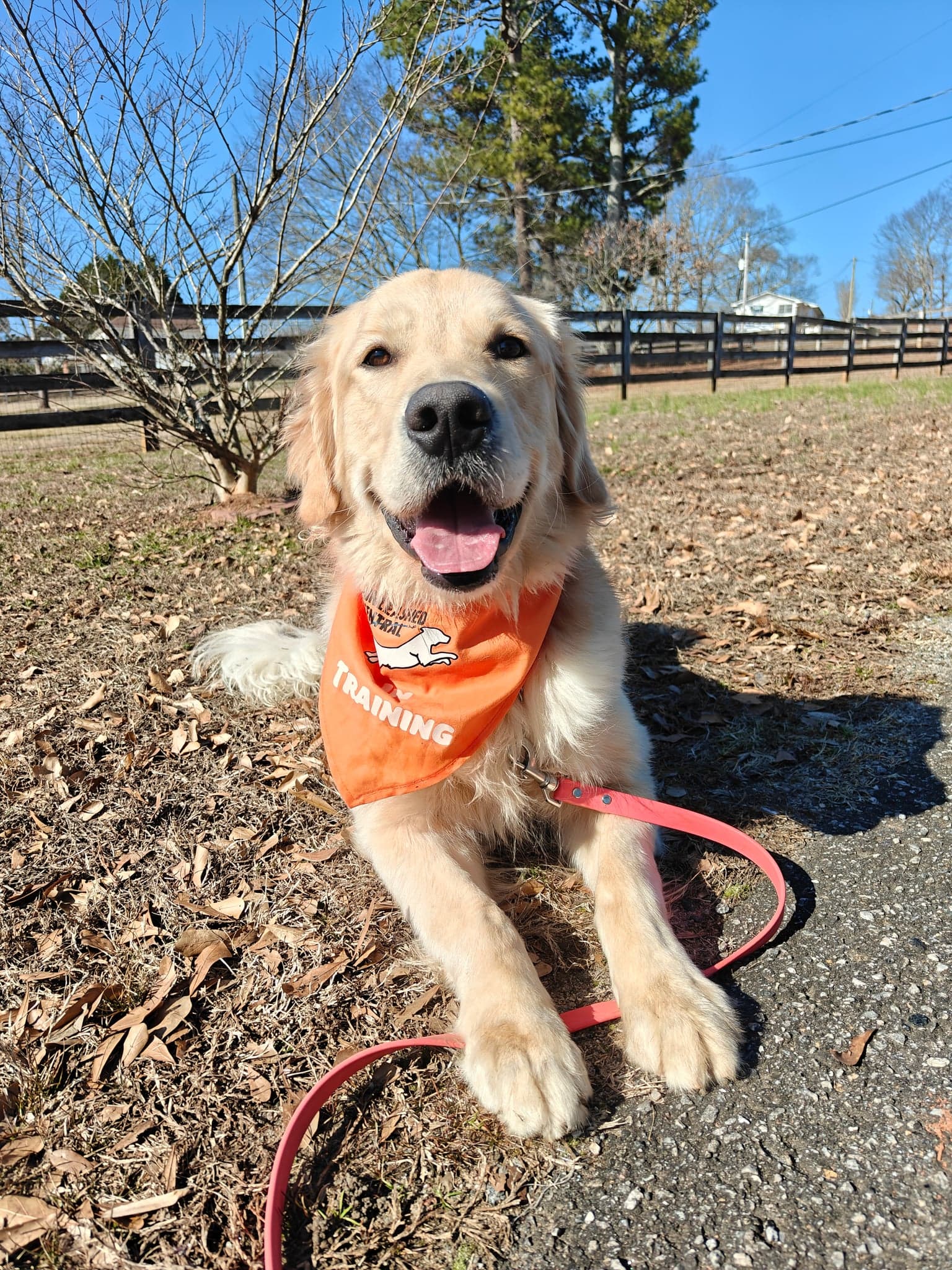 A golden retriever puppy in an orange In Training bandana lying calmly on a red leash under a blue sky