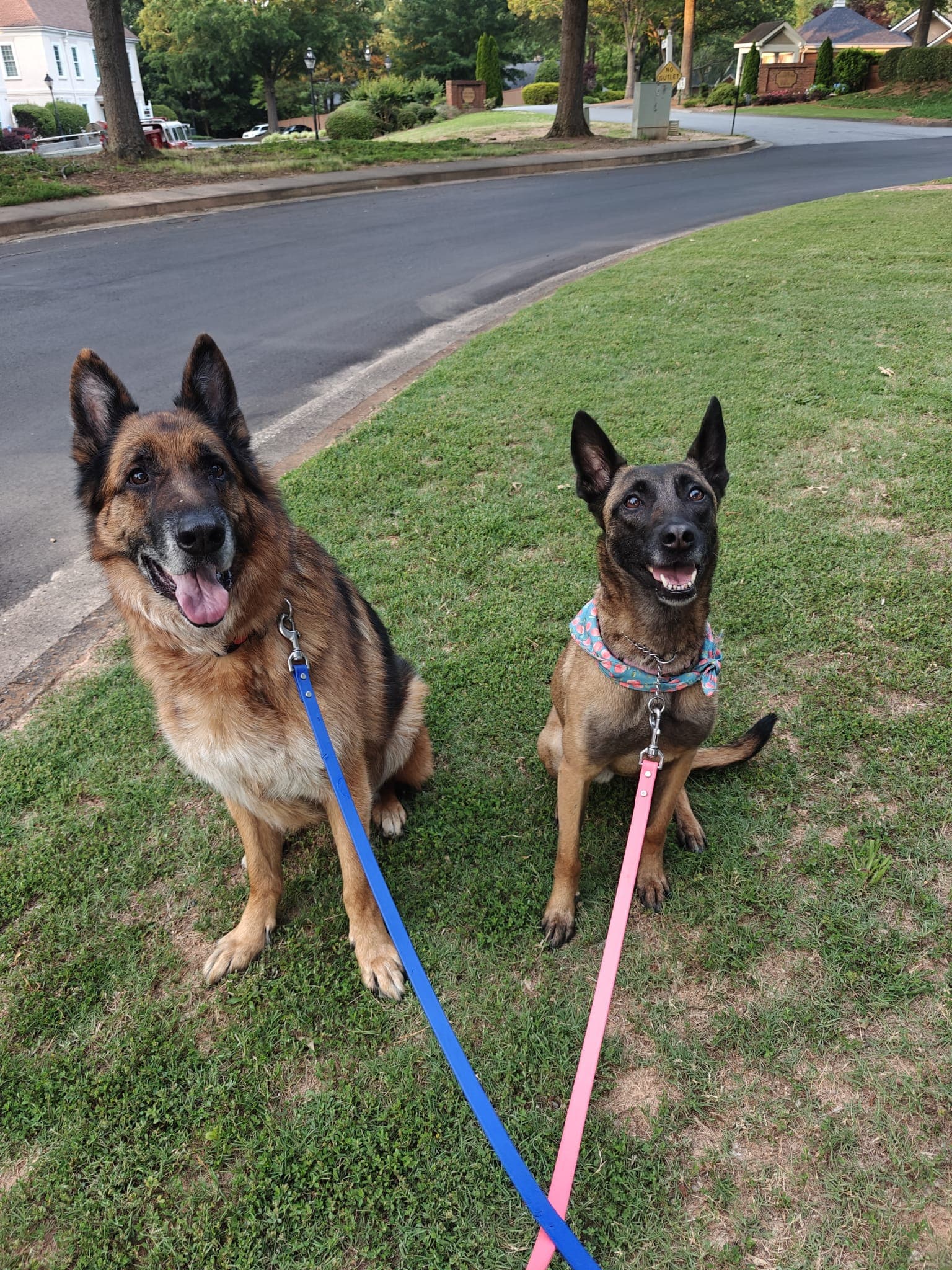 A German Shepherd and a Belgian Malinois in a bandana on blue and pink leashes, sitting on the grass beside a neighborhood street